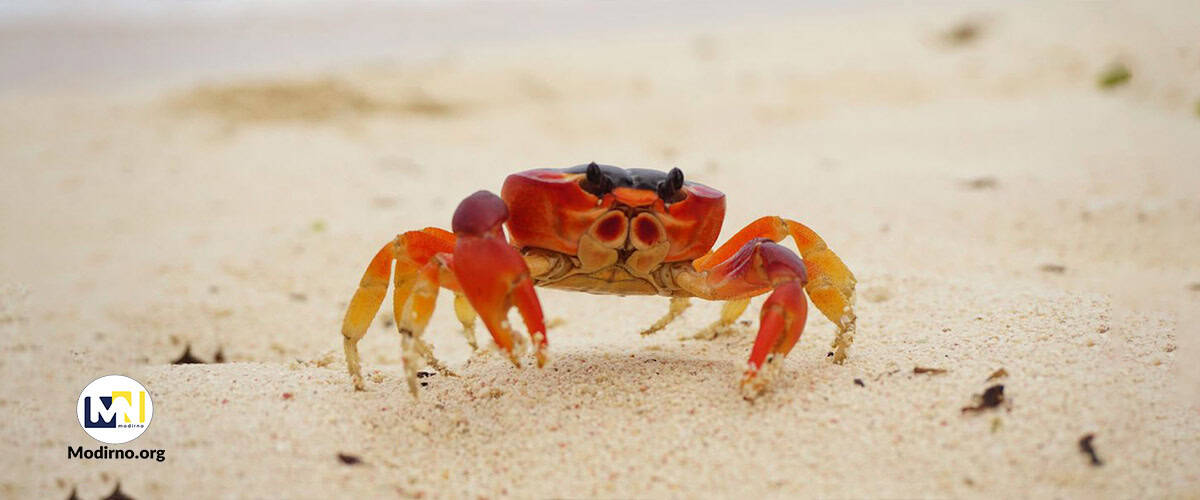 رهایی از دام تفکر خرچنگی: توانمندسازی تیم‌ها برای رشد جمعی