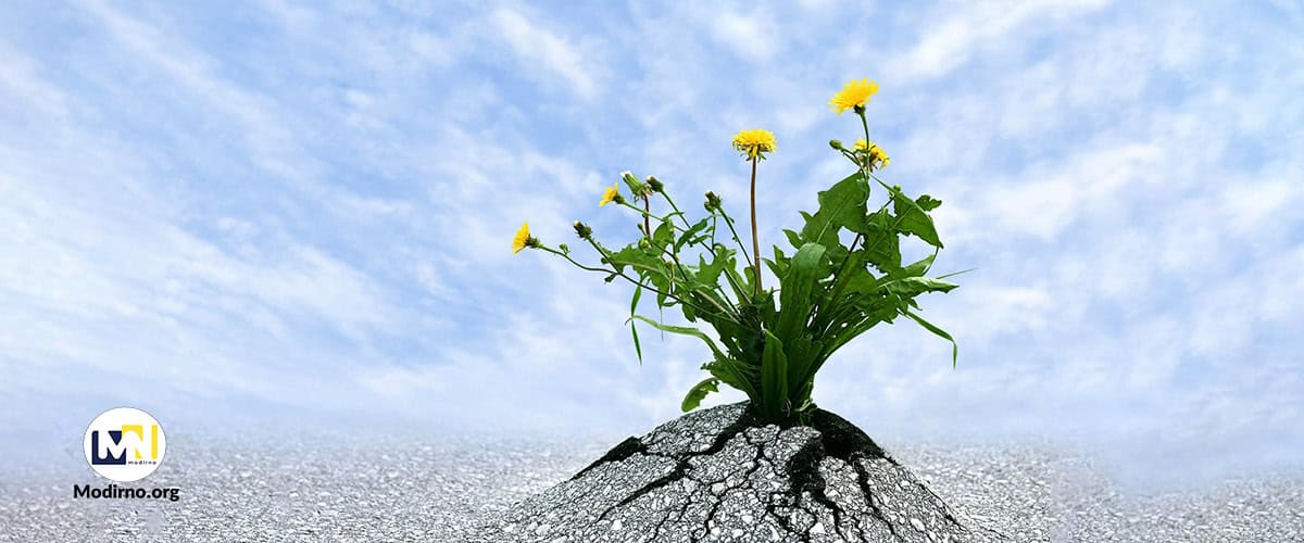 مولفه های تاب آوری چیست؟